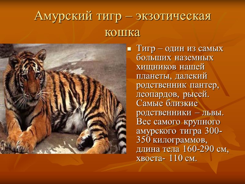 Амурский тигр – экзотическая кошка Тигр – один из самых больших наземных хищников нашей